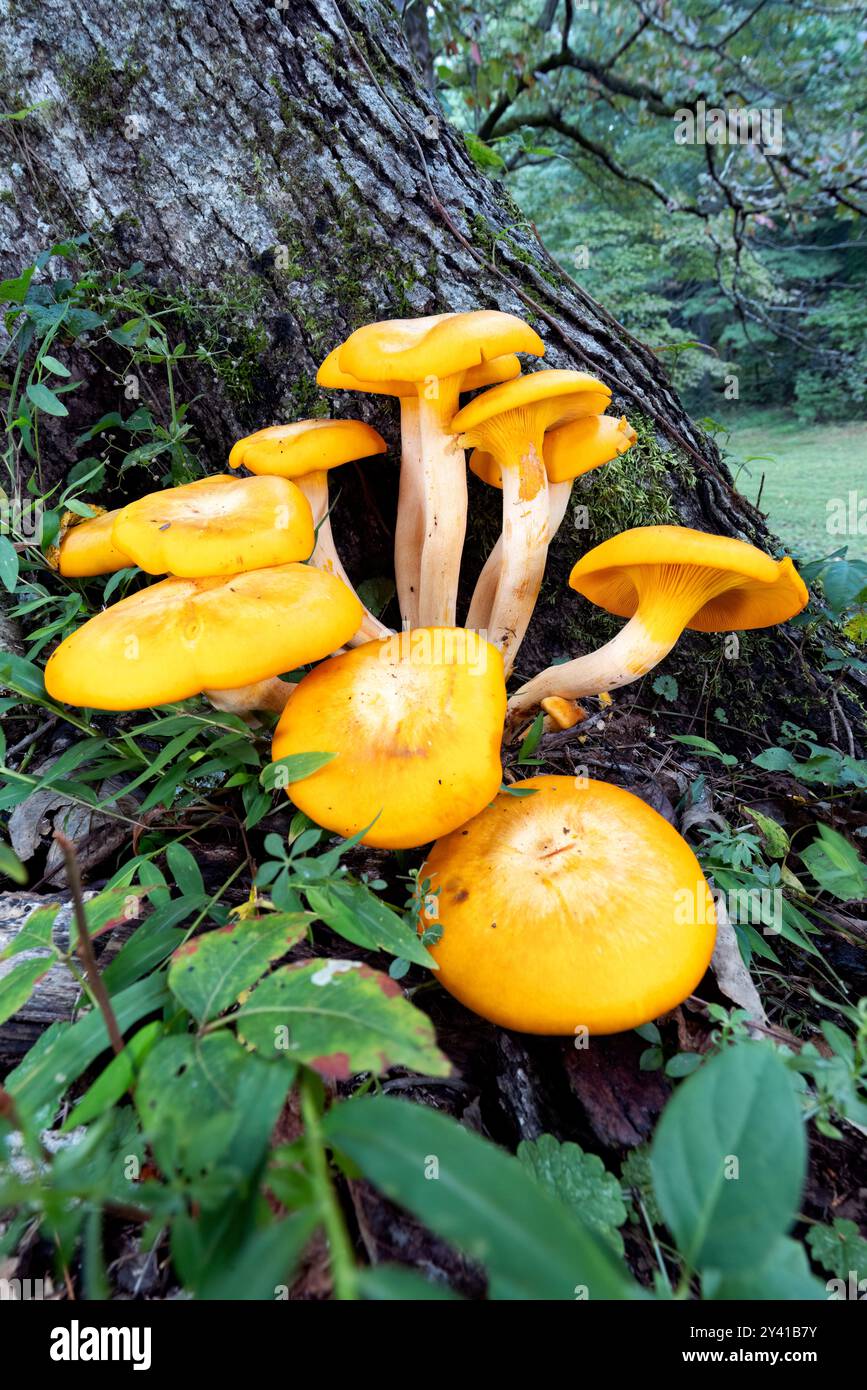 Jack-O'Lantern Mushroom (Omphalotus illudens) - Brevard, Caroline du Nord, États-Unis Banque D'Images