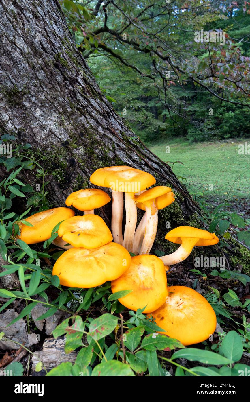 Jack-O'Lantern Mushroom (Omphalotus illudens) - Brevard, Caroline du Nord, États-Unis Banque D'Images