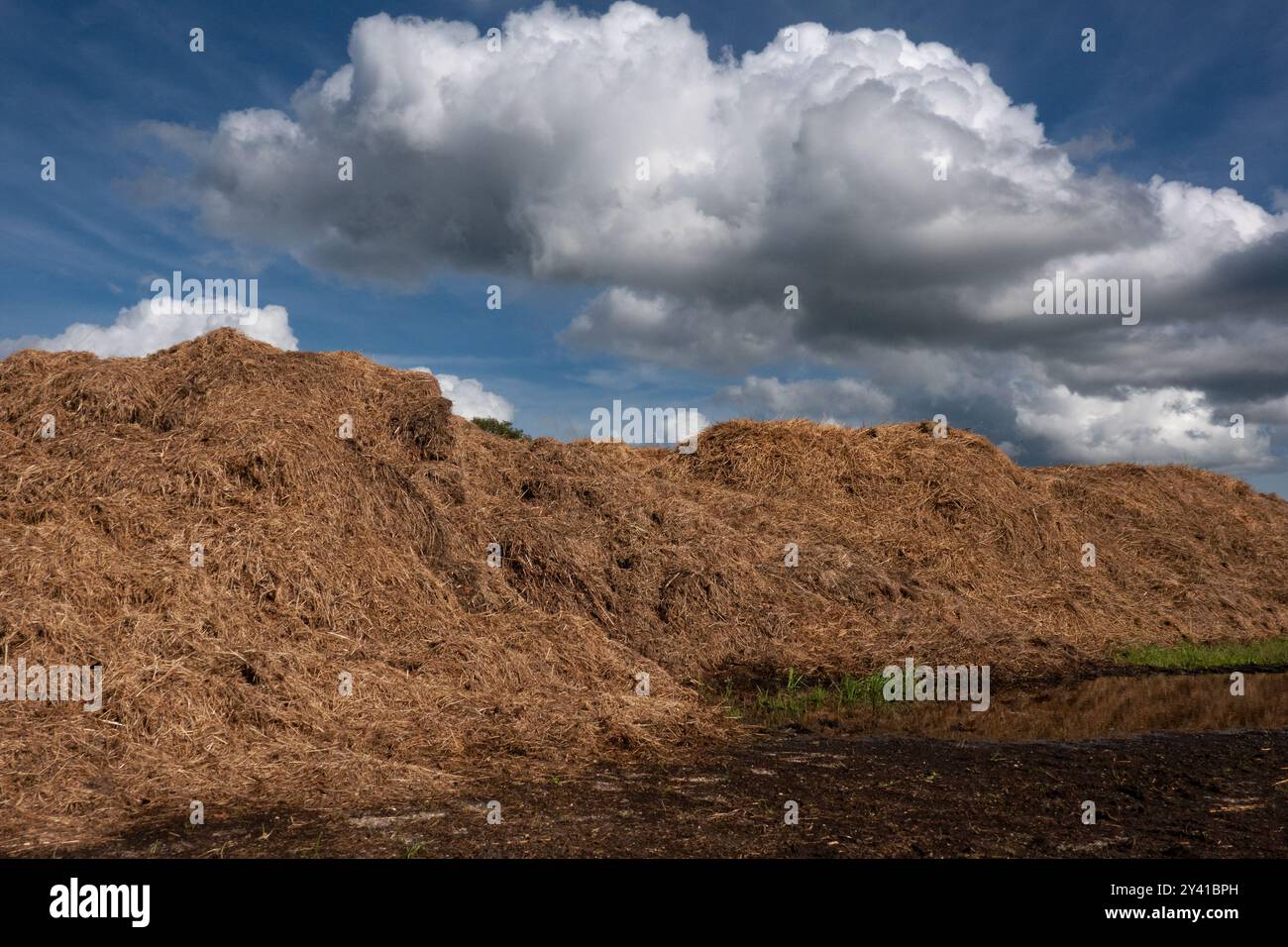 Majeure partie du foin, libéré par la gestion de la nature afin d'éliminer l'azote des prairies Banque D'Images