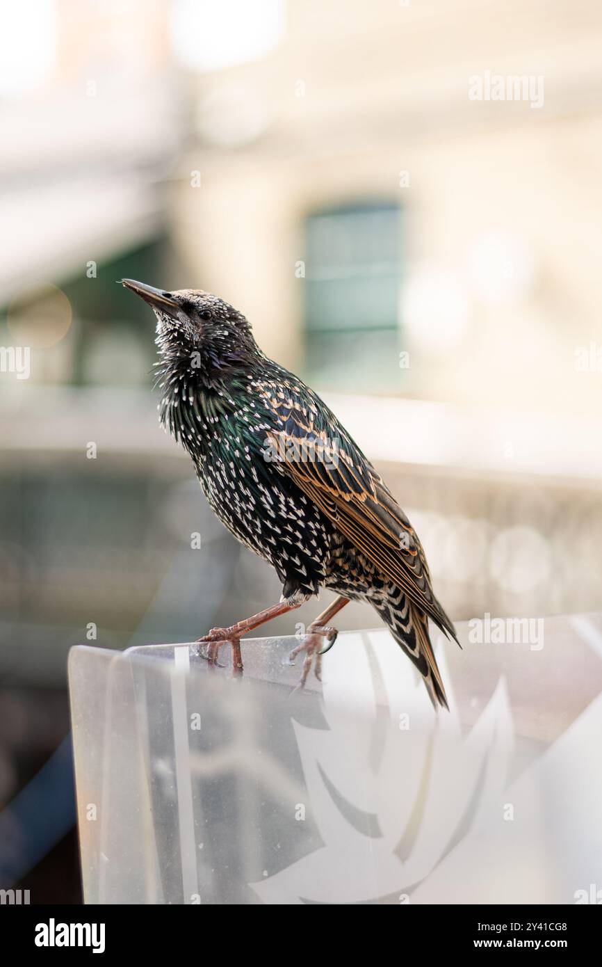 Starling commun (Sturnus vulgaris) Leek Wootton Banque D'Images