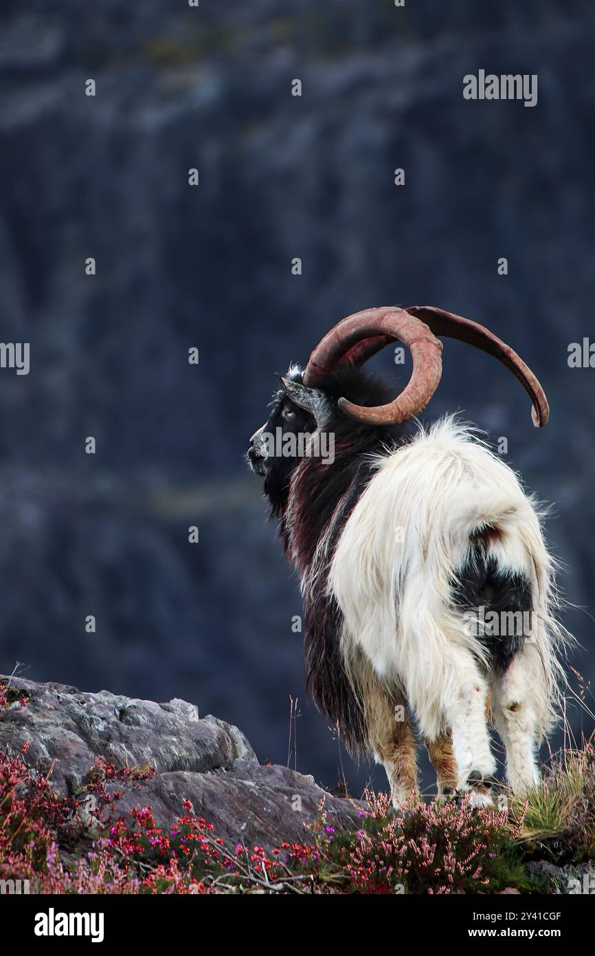 Chèvre sauvage de montagne galloise surplombant la vallée ci-dessous Banque D'Images