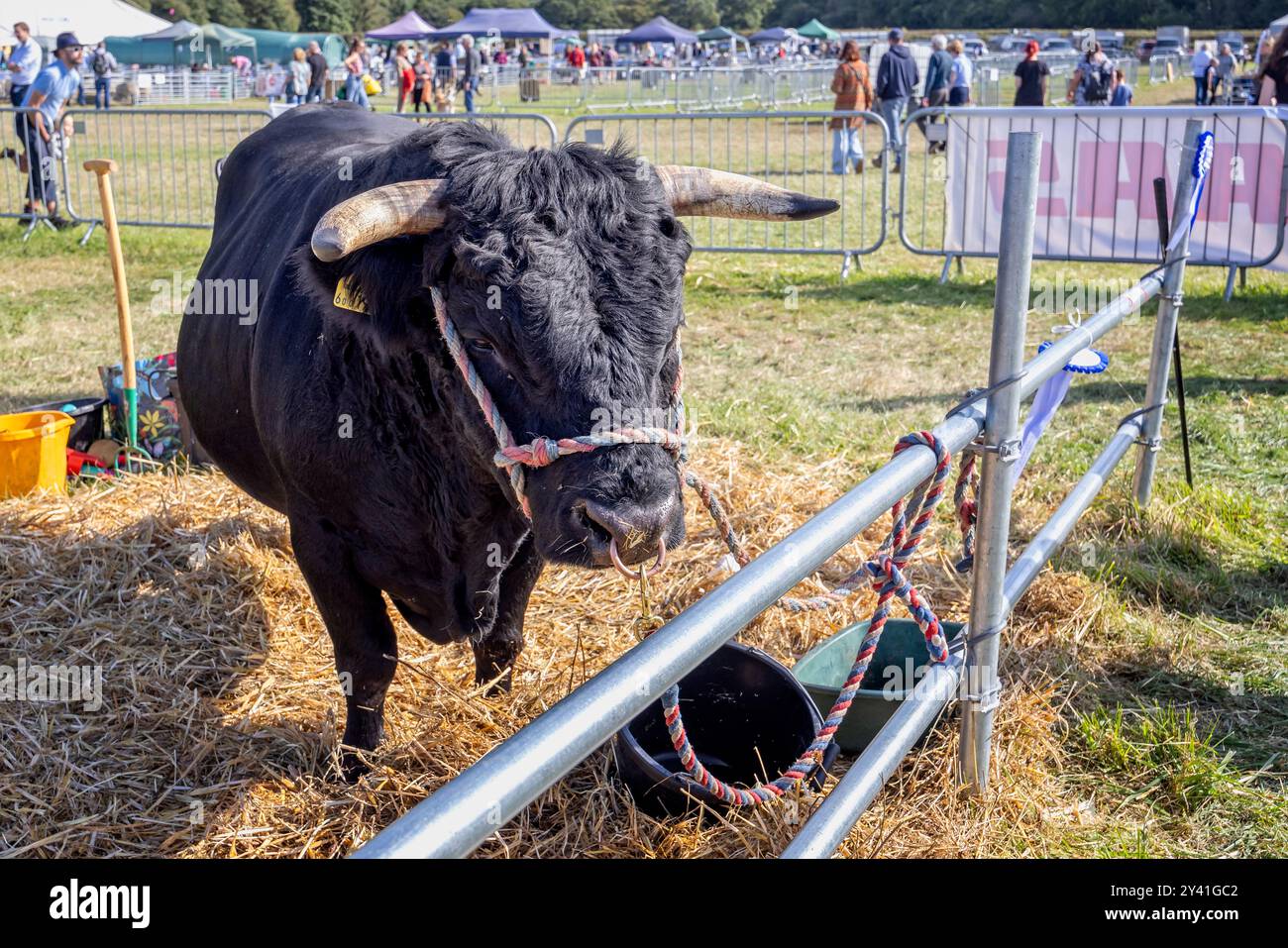 Gros taureau noir avec anneau de nez au Frome Cheese Show, Somerset, Royaume-Uni le 14 septembre 2024 Banque D'Images