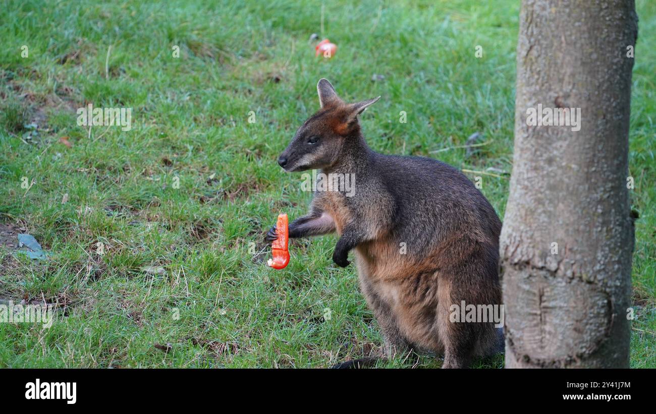 Wallaby en action : pâturage et saut Banque D'Images