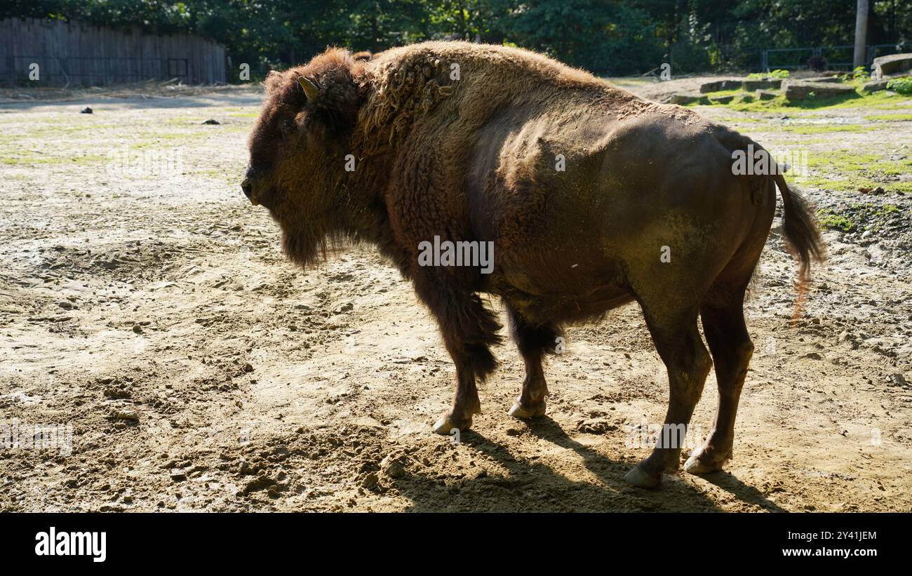 The Gentle Giant : gros plan d'un bison européen Banque D'Images