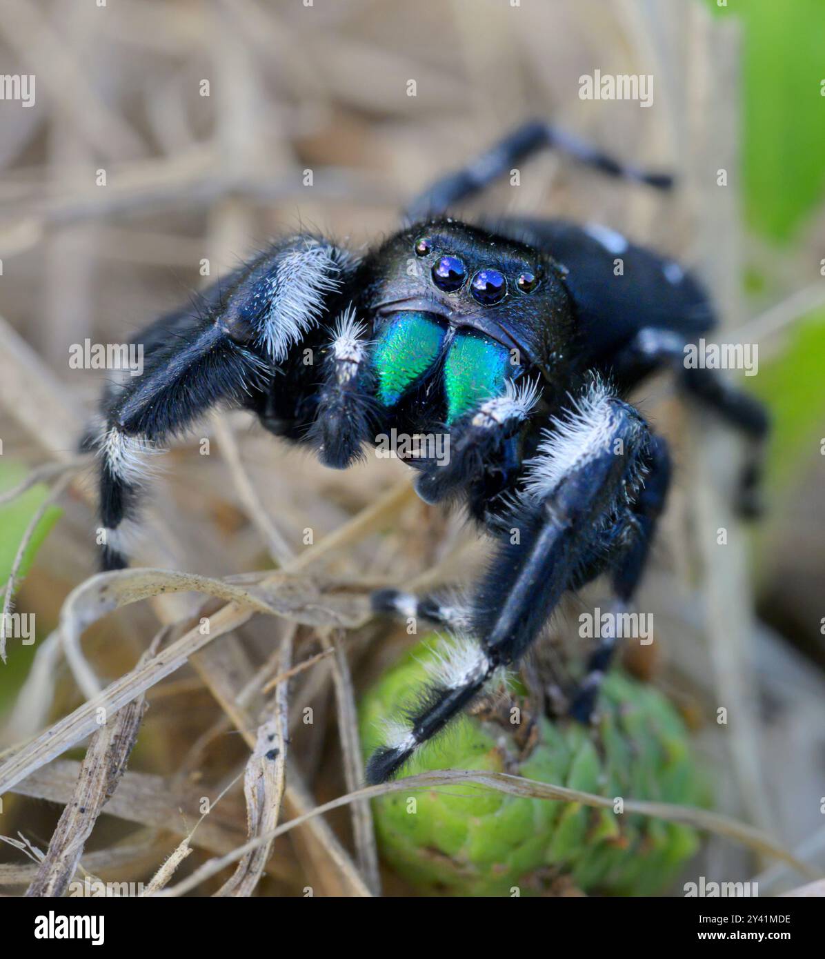 Gros plan sur l'araignée sauteuse (Phidippus audax), Galveston, Texas, États-Unis. Banque D'Images