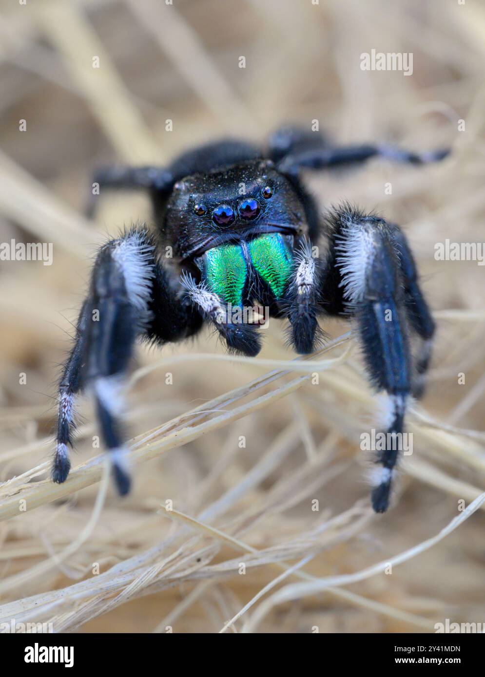 Araignée sautante audacieuse (Phidippus audax) gros plan, Galveston, Texas, États-Unis. Banque D'Images