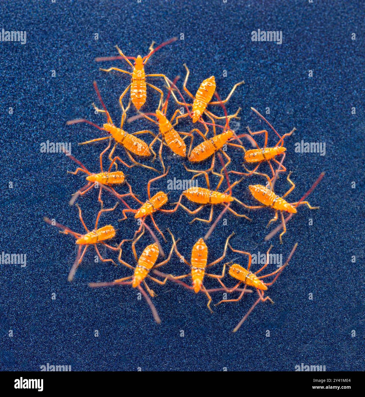 Une couvée de nymphes d'un insecte léafoté géant (Acanthocephala declivis) sur une surface de véhicule Galveston, Texas, USA. Banque D'Images