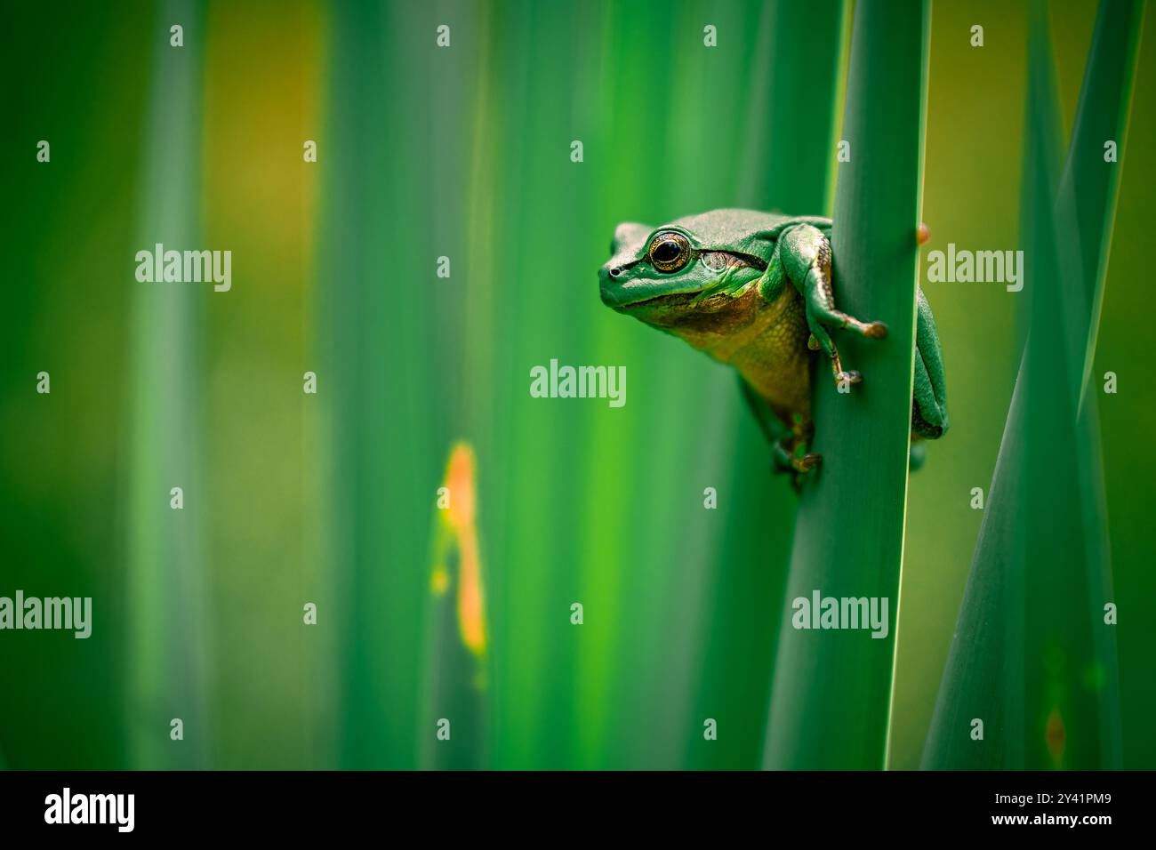 Une grenouille arboricole commune (Hyla arborea) est vue s'accrochant à une plante de queue et grimpant. La grenouille semble se cacher parmi les feuilles et les tiges de la plante. Banque D'Images