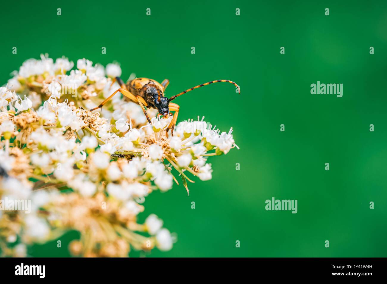 Le coléoptère longhorn (Leptura maculata) se nourrit de nectar d'une fleur blanche. La photo macro capture le coléoptère sur un fond vert. Banque D'Images