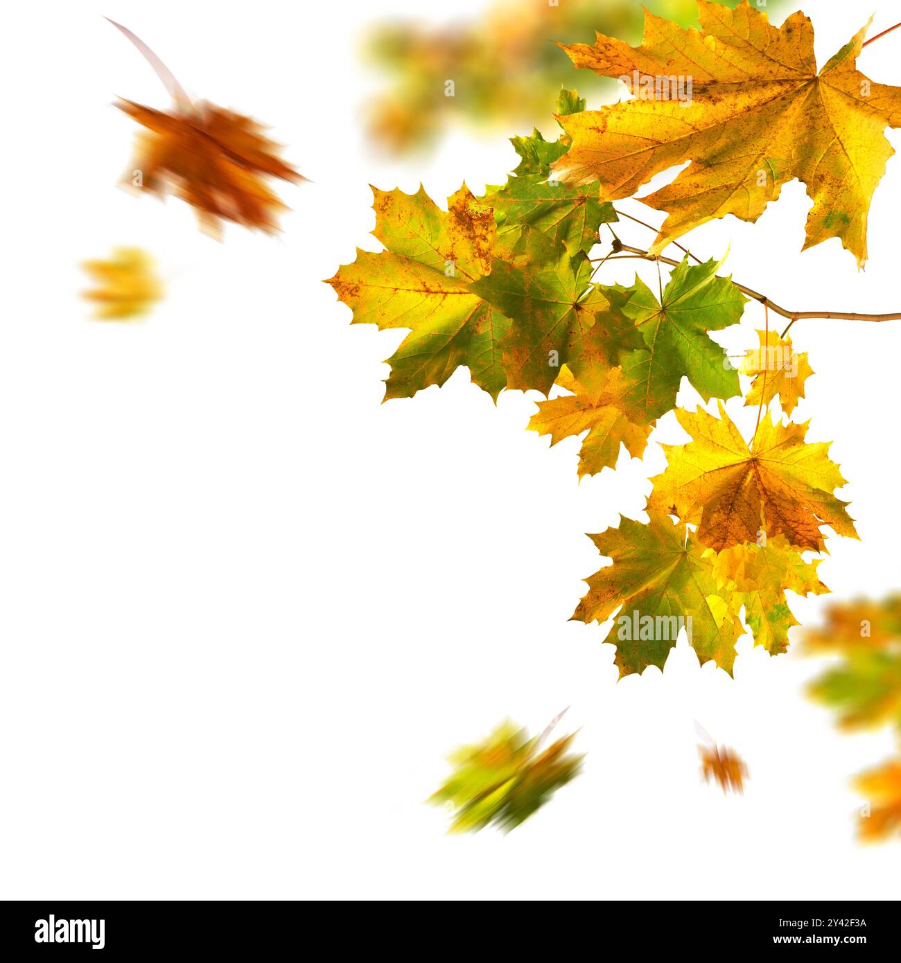 Magnifique feuillage d'automne de l'érable, studio isolé sur fond blanc pur, avec quelques feuilles colorées sur une branche et certains tombant avec flou de mouvement Banque D'Images