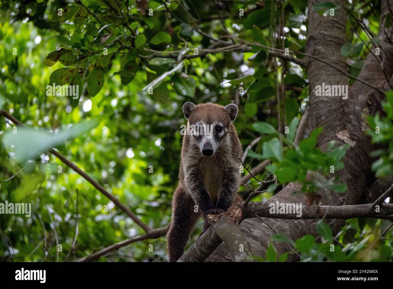 Le coatimundi (coati) est un mammifère mexicain qui a une longue queue, un museau pointu et des griffes grimpantes aux arbres! Banque D'Images