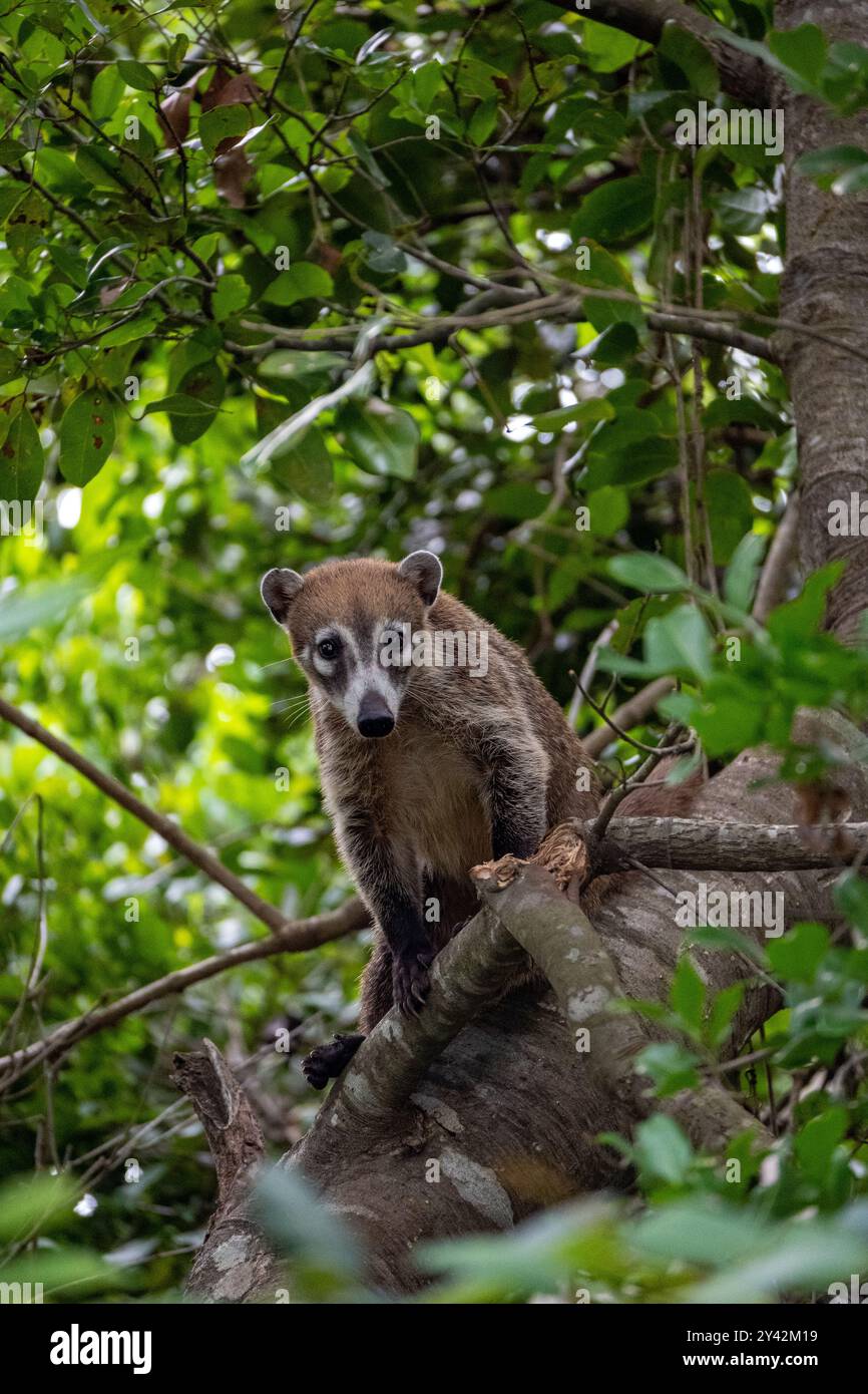 Le coatimundi (coati) est un mammifère mexicain qui a une longue queue, un museau pointu et des griffes grimpantes aux arbres! Banque D'Images