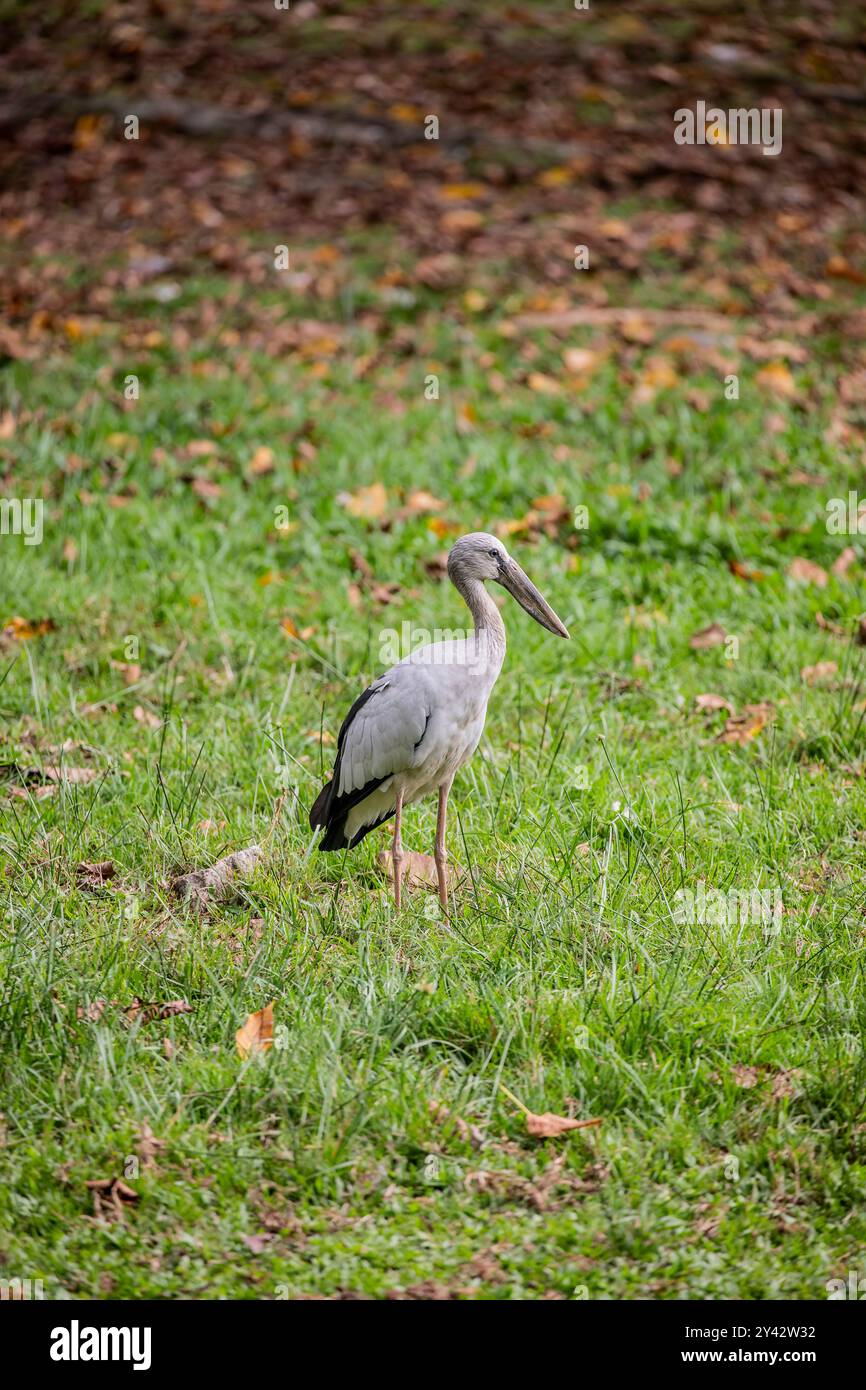 L'Openbill asiatique sauvage ( Anastomus oscitans) dans le zoo de Taiping et le safari nocturne en malaisie. C'est un grand échassier de la famille des cigognes Ciconiidae. Banque D'Images