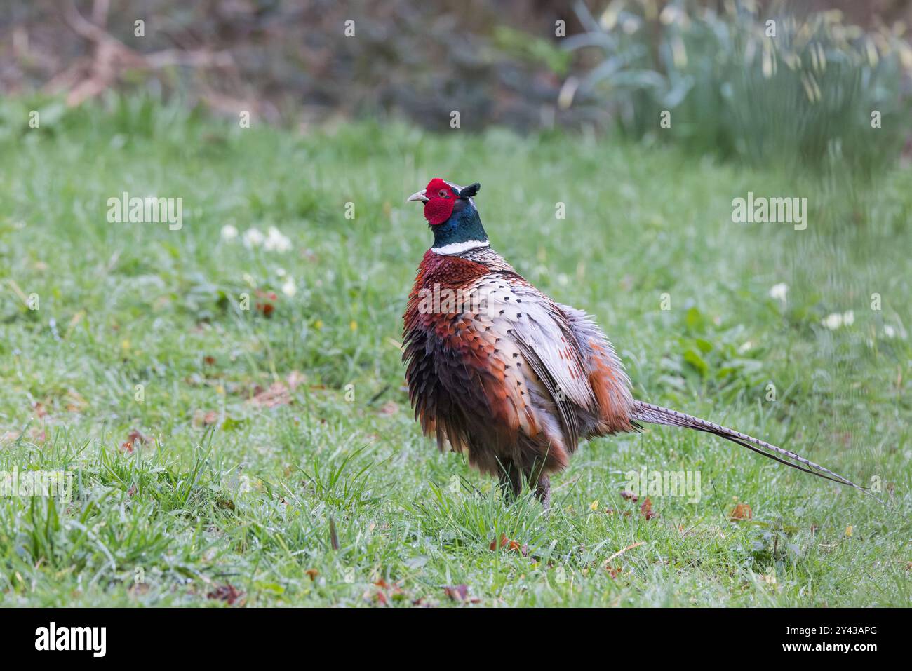 Faisan [ Phasianus colchicus ] oiseau mâle se frictionnant ou secouant les plumes Banque D'Images