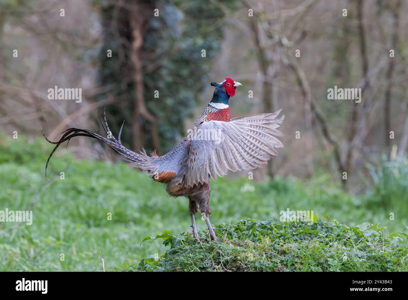 Oiseau mâle faisan [ Phasianus colchicus ] en exposition territoriale Banque D'Images