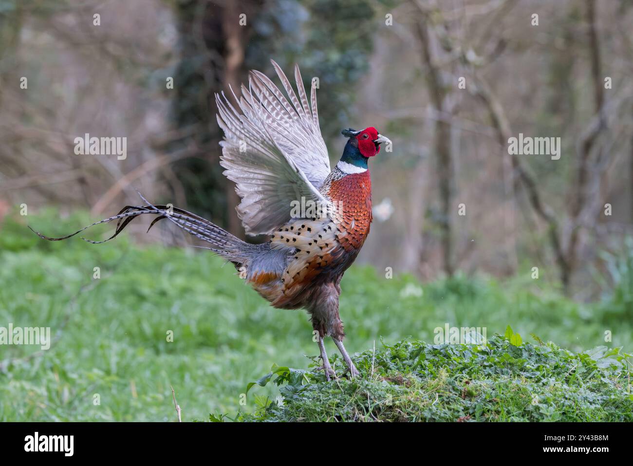 Oiseau mâle faisan [ Phasianus colchicus ] en exposition territoriale Banque D'Images