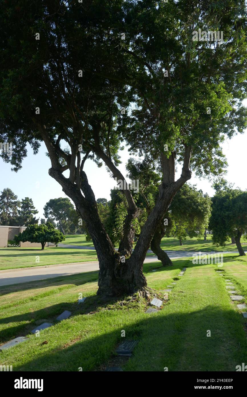 Inglewood, Californie, USA 14 septembre 2024 Inglewood Park Cemetery le 14 septembre 2024 à Inglewood, Californie, USA. Photo de Barry King/Alamy Stock photo Banque D'Images