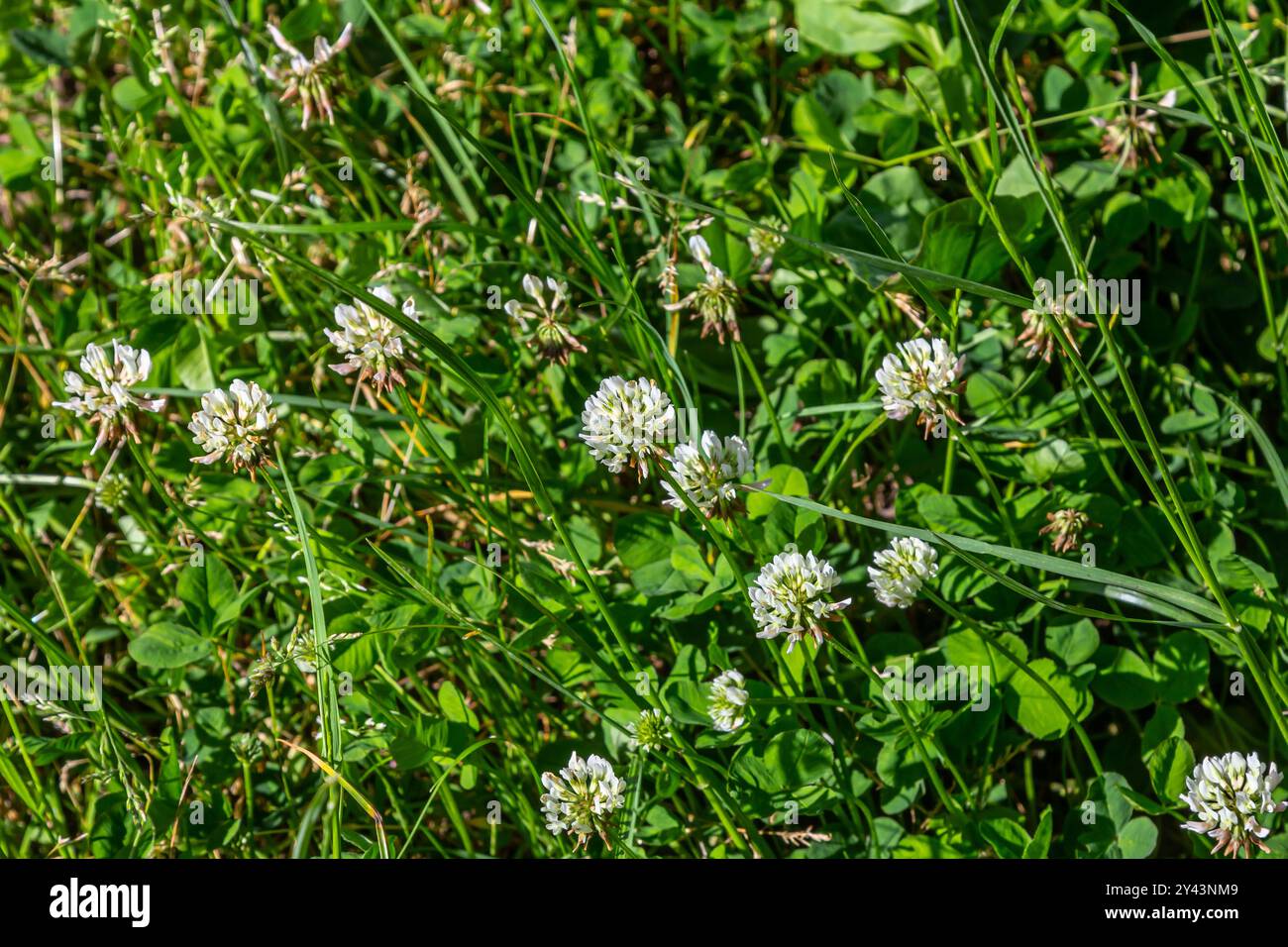 Fleurs de trèfle blanches au milieu de l'herbe. Stylos Trifolium. Banque D'Images