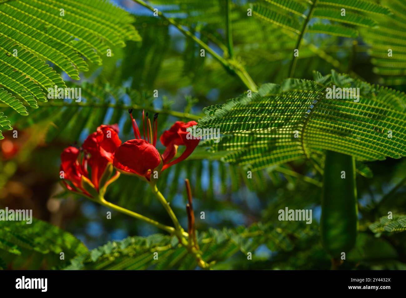 Fleurs de queue de paon rouge sur l'arbre Banque D'Images