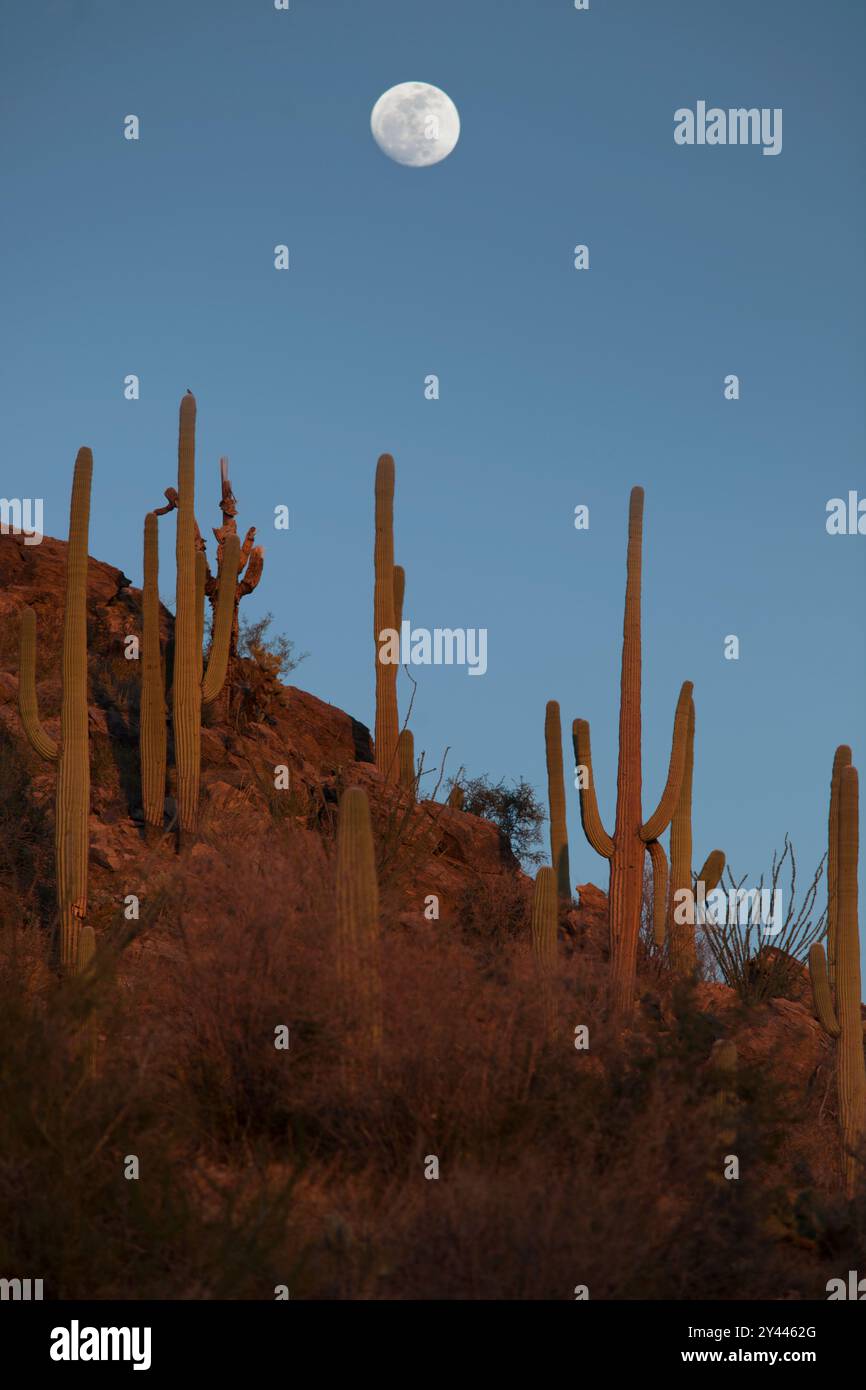 Cactus Saguaro sous une lune presque pleine à Tucson, AZ Banque D'Images