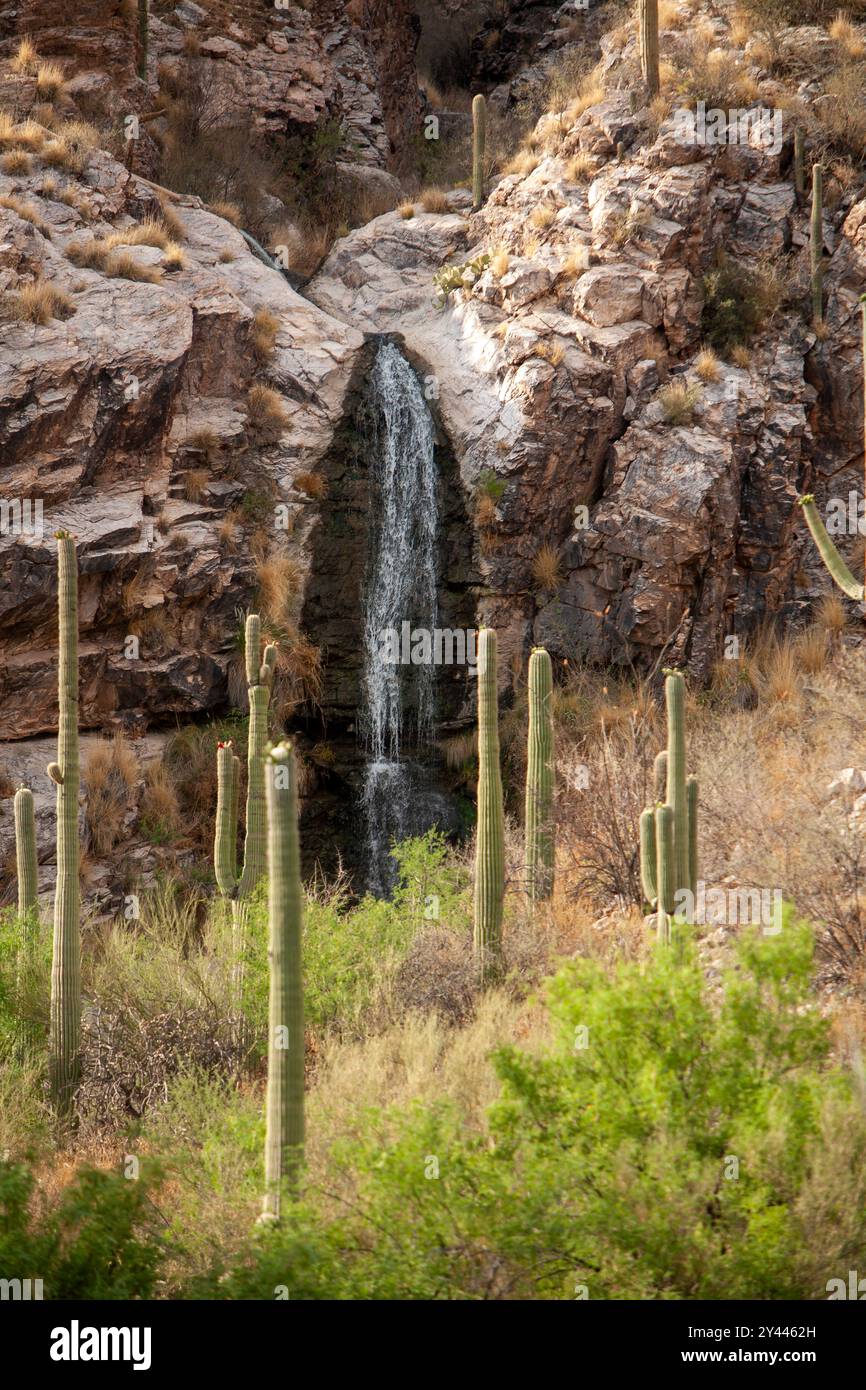 Une cascade de littel dans le désert de Tucson, AZ Banque D'Images