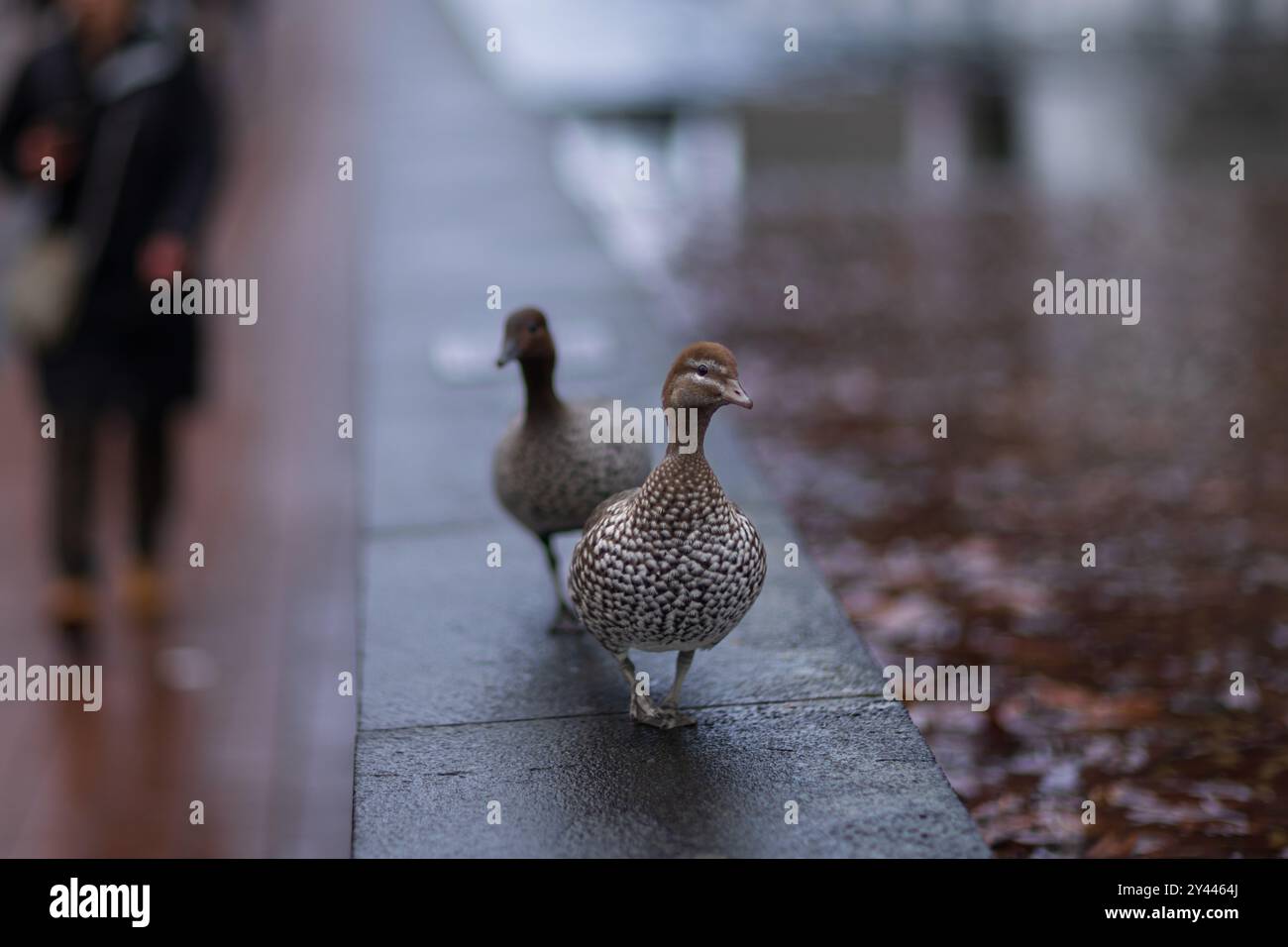 Deux canards marchant sur un trottoir humide avec un fond de ville flou Banque D'Images