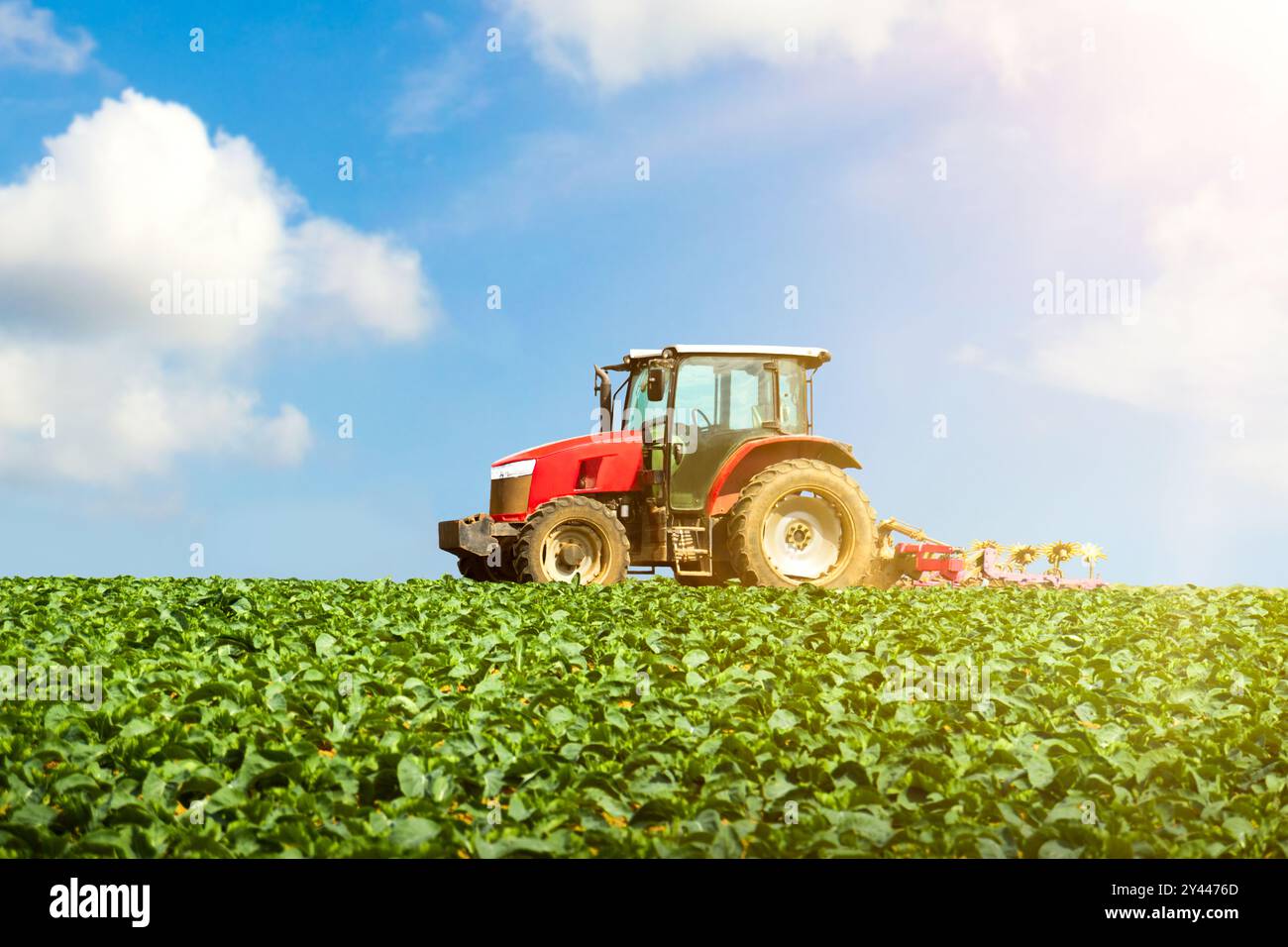 Tracteur sur les terres agricoles remorquant l'équipement de machines industrielles à travers le champ de culture de légumes. Le soleil brille sur le paysage et l'agriculture. Banque D'Images