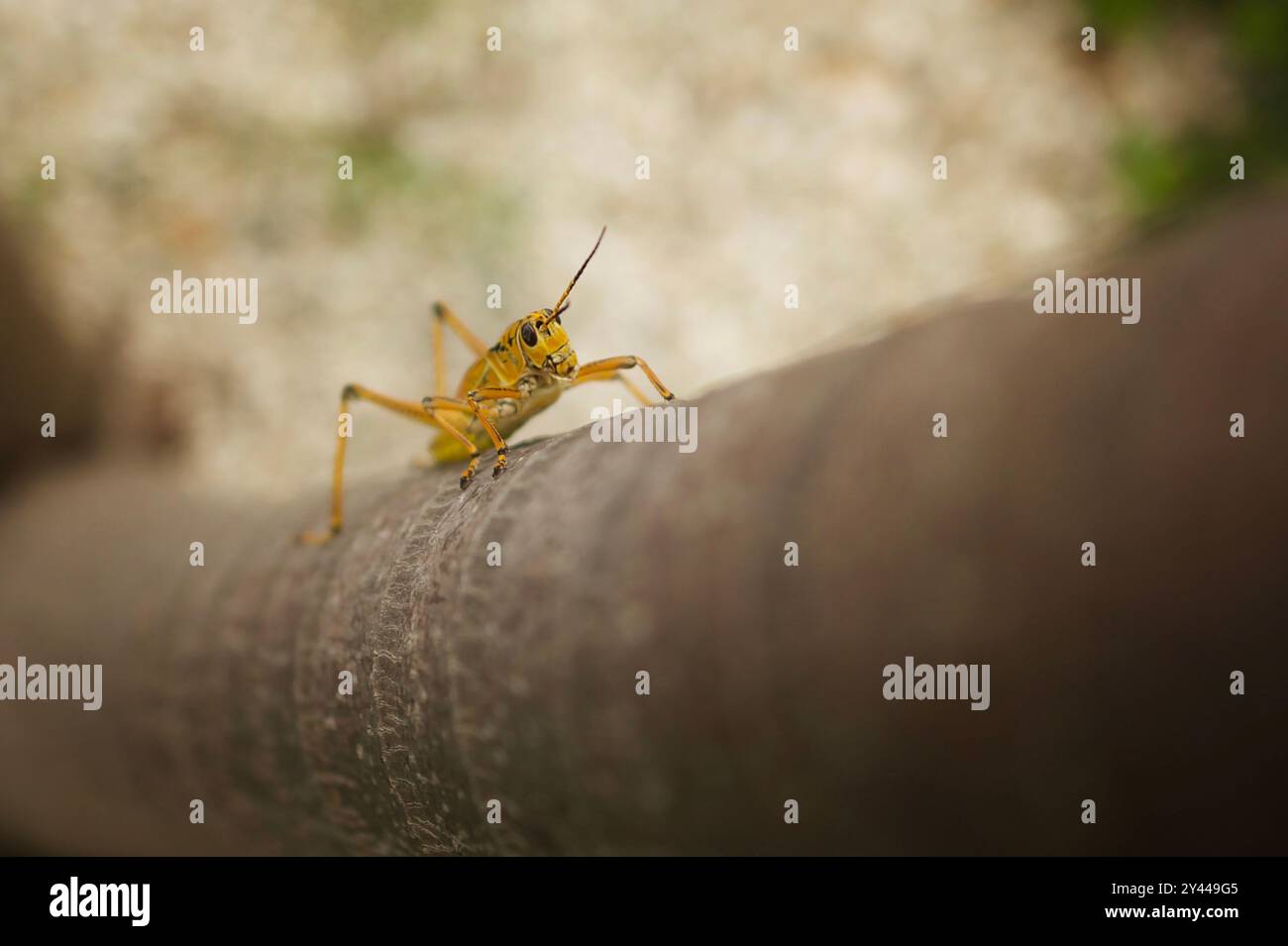 Grasshopper lubber oriental sur Palm Tree Banque D'Images