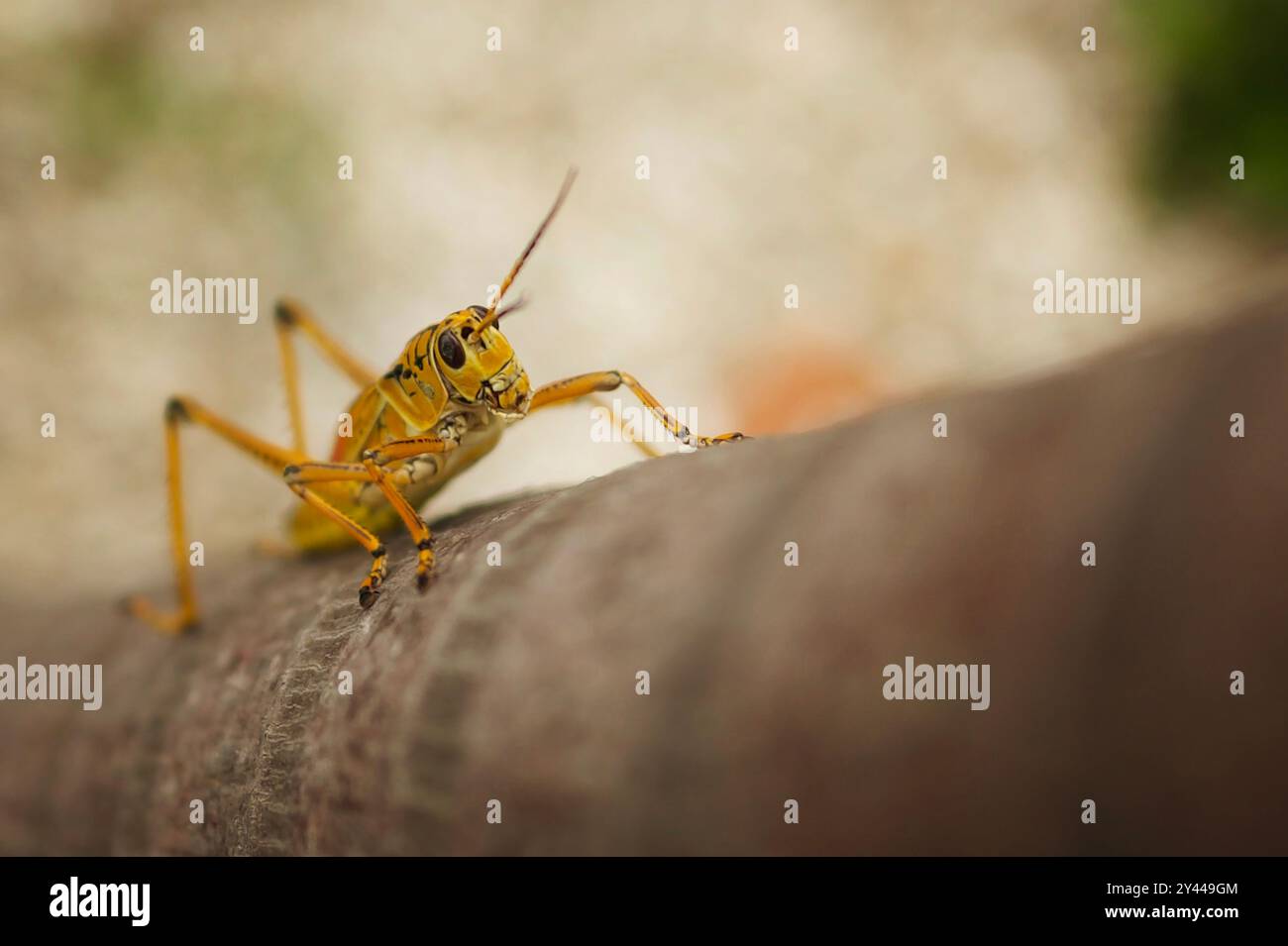 Jaune lubber Grasshopper oriental sur Palm Tree Banque D'Images