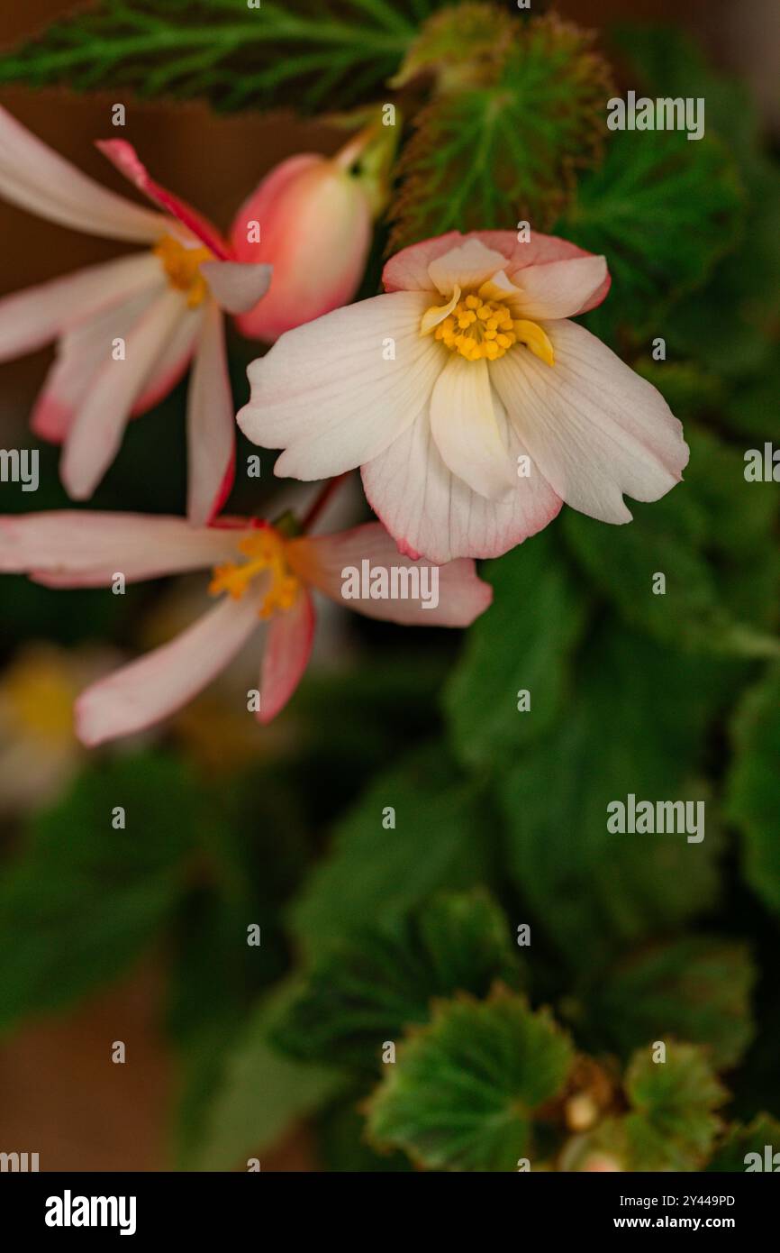 Fleurs roses douces dans le jardin Banque D'Images