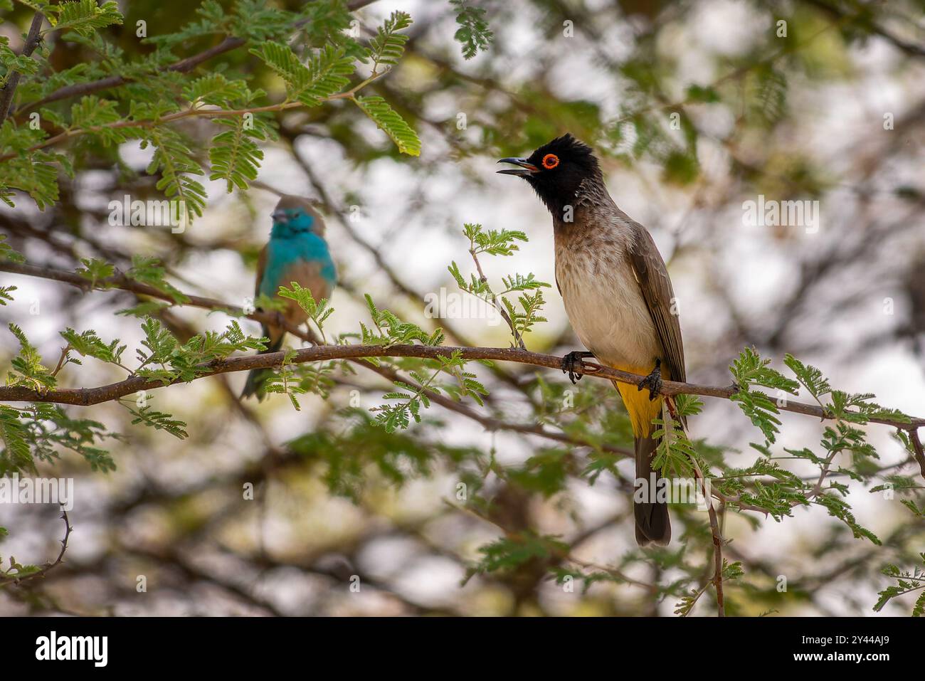 Gros plan d'un Bulbul africain aux yeux rouges sur une branche d'arbre, faune sauvage en Namibie, Afrique Banque D'Images