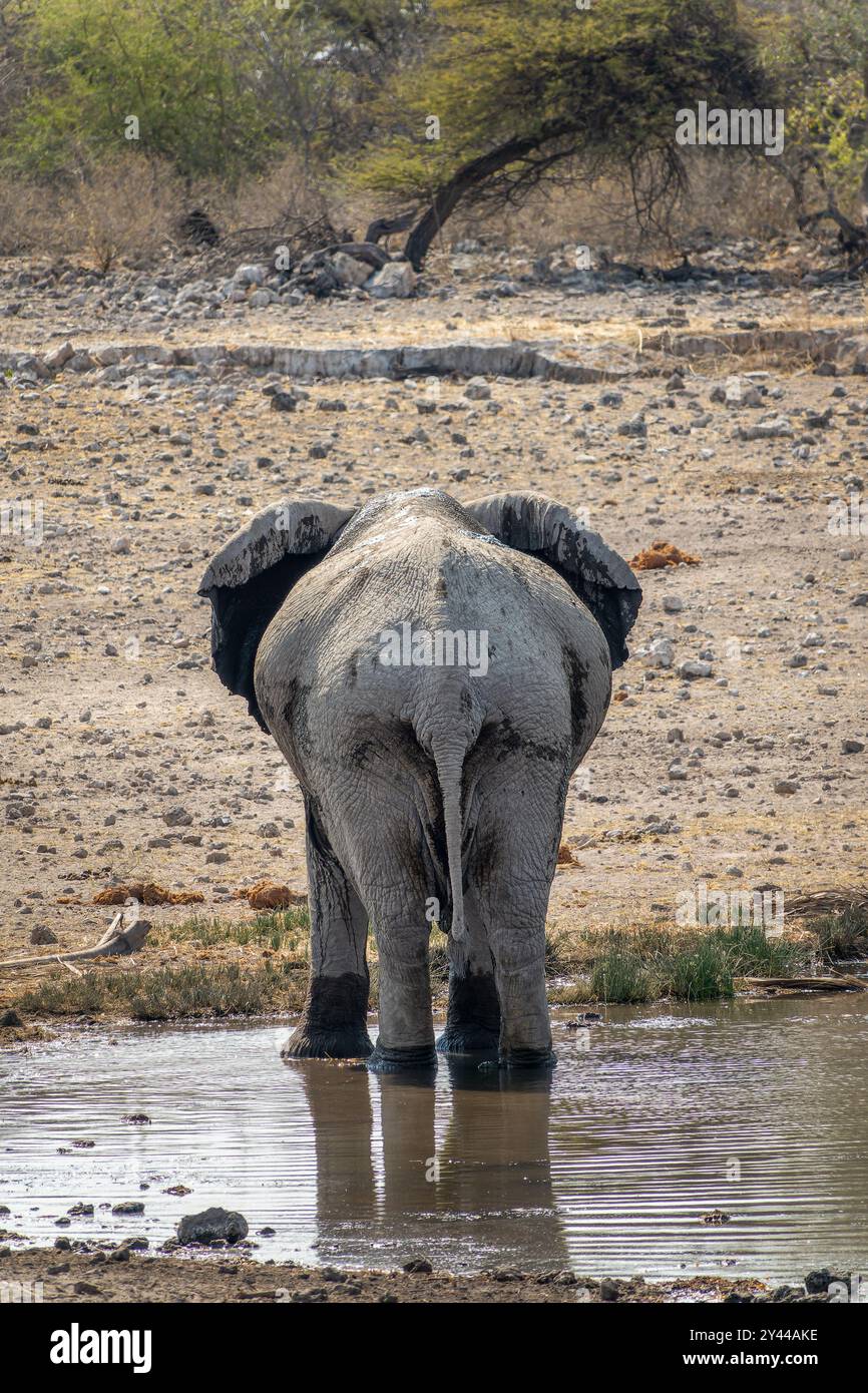 Seul éléphant buvant à un point d'eau, vue de derrière, crosses d'éléphant, safari de la faune et chasse au gibier en Namibie, Afrique Banque D'Images