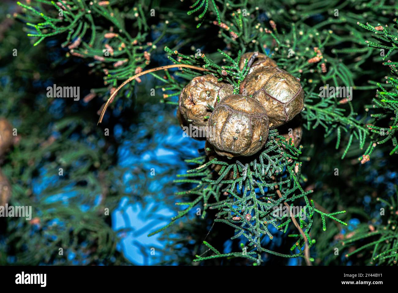 Une macro photo détaillée du feuillage de Cupressus sempervirens (cyprès méditerranéen), mettant en valeur ses feuilles délicates et écailleuses dans des tons verts éclatants. Banque D'Images