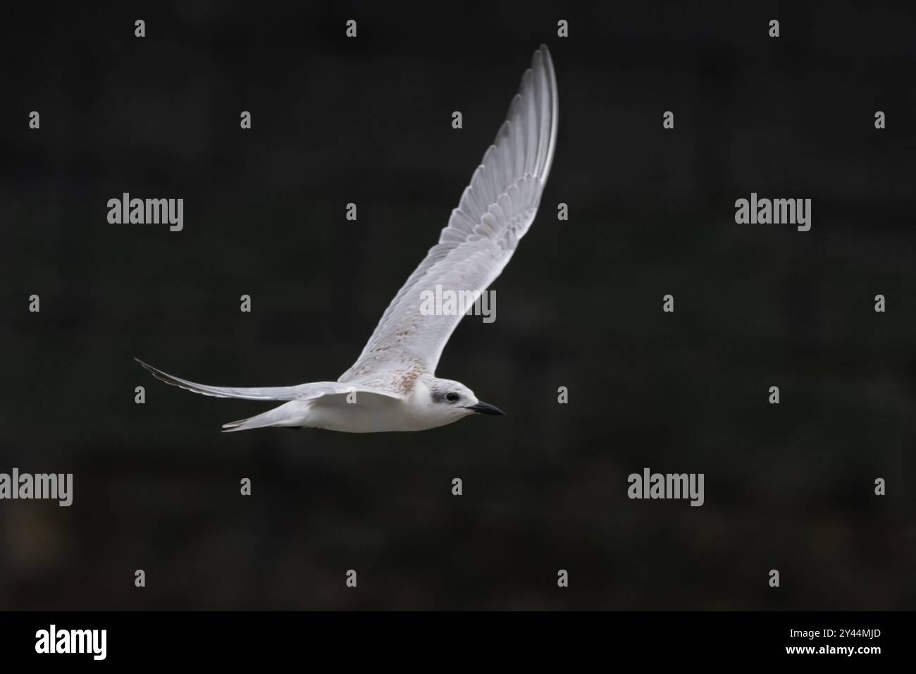 Sterne à bec de mouette (Gelochelidon nilotica) observée sur des quais de sason à Mumbai, Maharashtra, Inde Banque D'Images