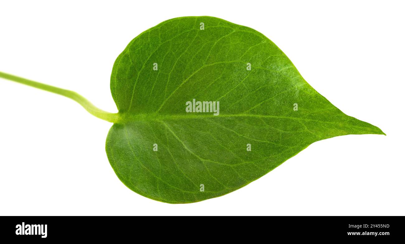 Feuille de Monstera deliciosa isolée sur blanc Banque D'Images