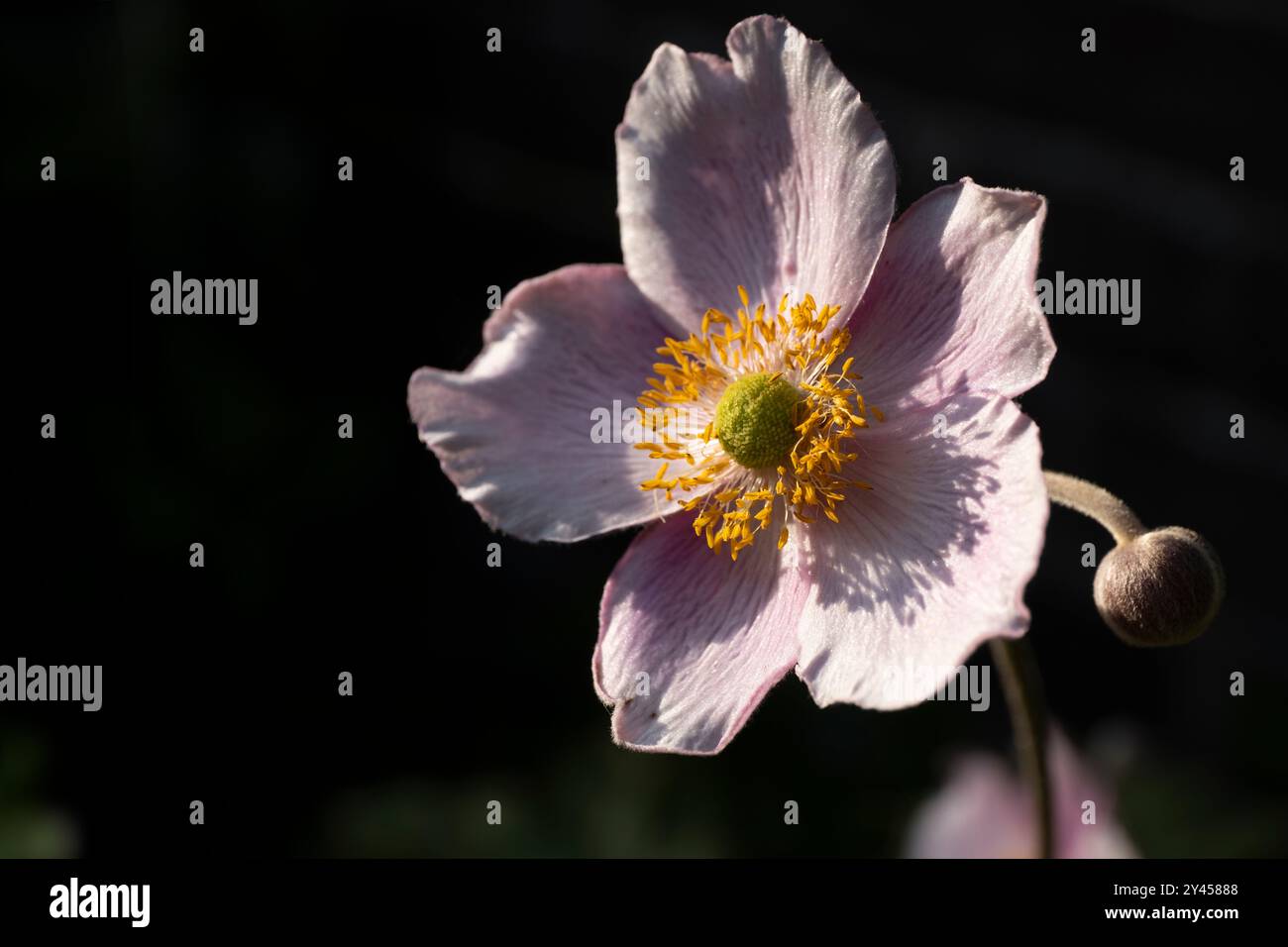 Fleur d'anémone tomentosa avec une «couronne» d'étamines entourant le monticule central. Illuminé par le soleil du soir dans un jardin Banque D'Images