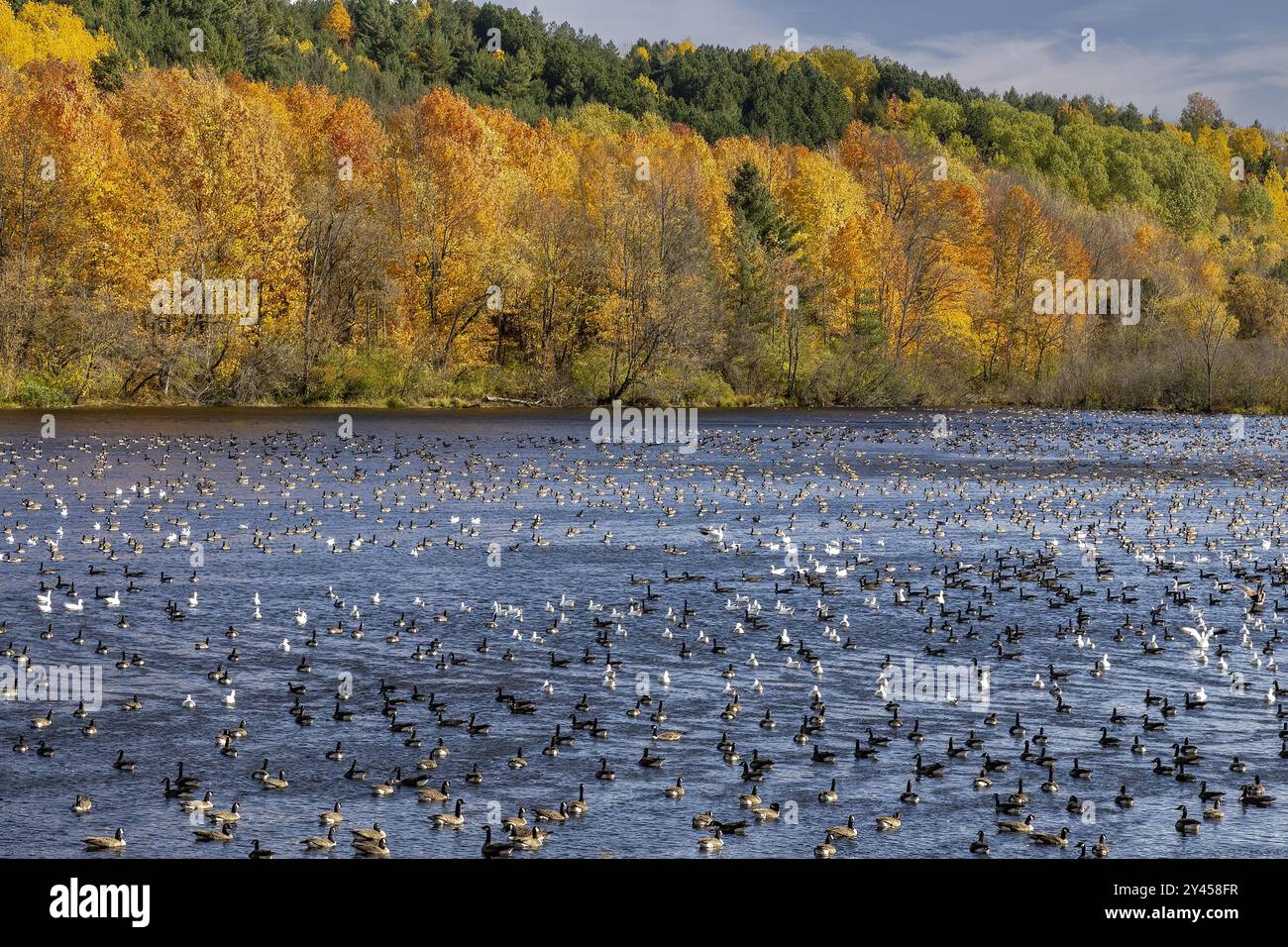 Rivage d'automne avec oiseaux migrateurs se reposant dans l'eau. Banque D'Images