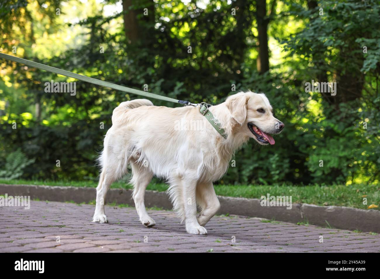 Chien mignon Golden Retriever marchant en laisse dans le parc Banque D'Images