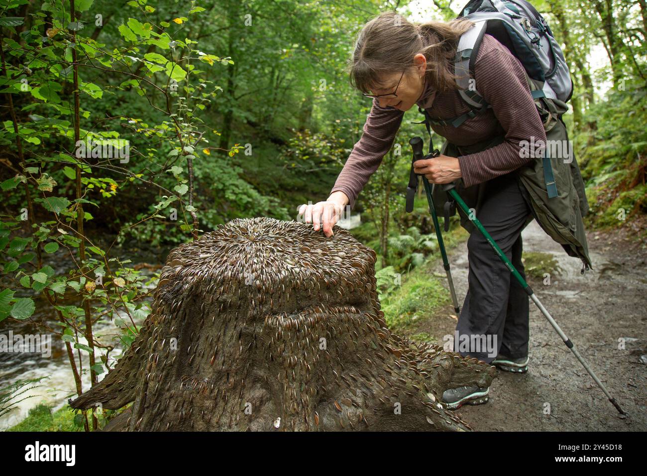 La femme marcheuse / randonneuse admire la célèbre souche d'arbre de penny à Dolgoch Falls à Llwybr Llywnog, près de Machnynlleth, pays de Galles, Royaume-Uni. Banque D'Images
