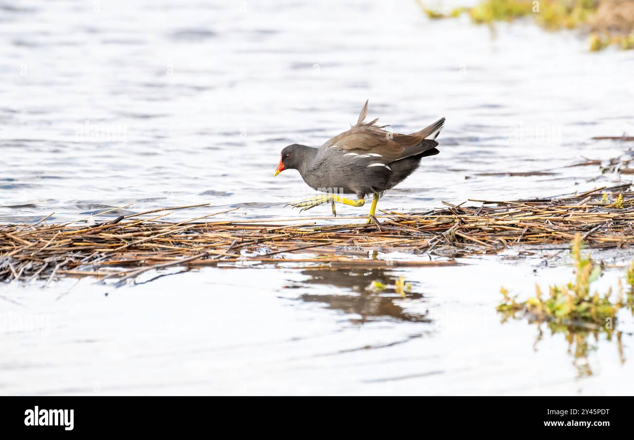 Moorhen (Gallinula chlorpus) buvant sur un tapis de végétation flottante en automne Banque D'Images