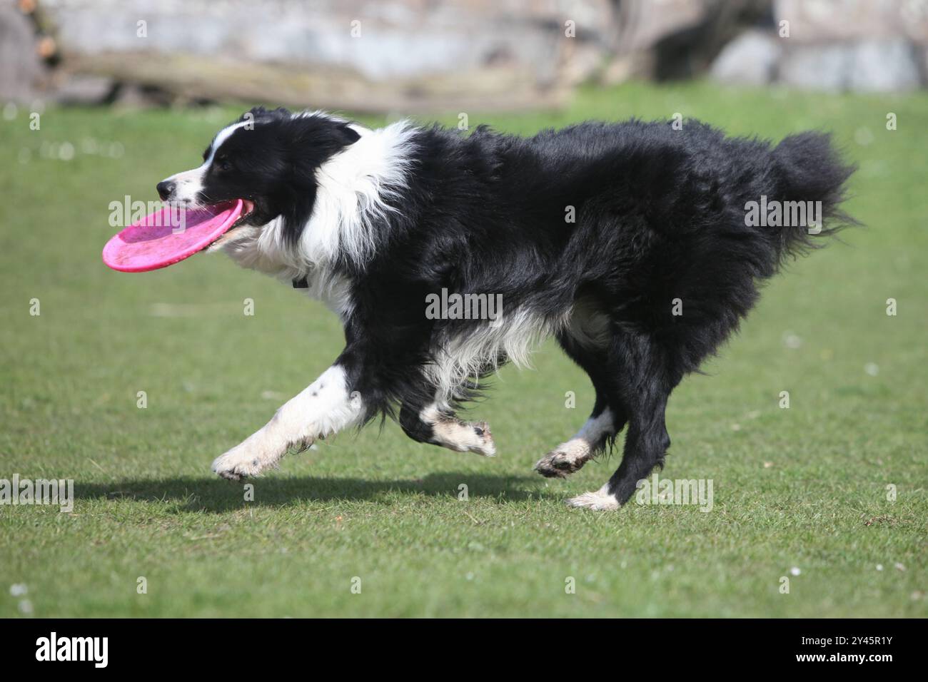 beau chien de collie de frontière jouant aller chercher avec frisbee dans le parc Banque D'Images