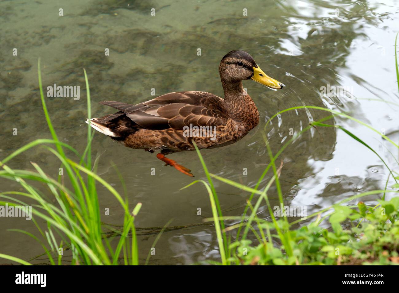 Vue latérale du canard colvert sauvage avec plumage brun flottant dans l'eau de l'étang avec des plantes vertes Banque D'Images