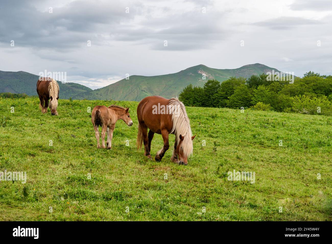 Une faute et sa mère dans un medow dans les Pyrénées de France Banque D'Images
