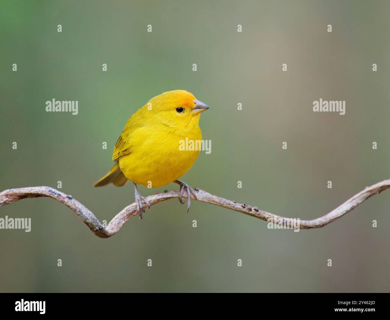 Finch Sicalis flaveola Atlantic Forest, Brésil BI041617 Banque D'Images