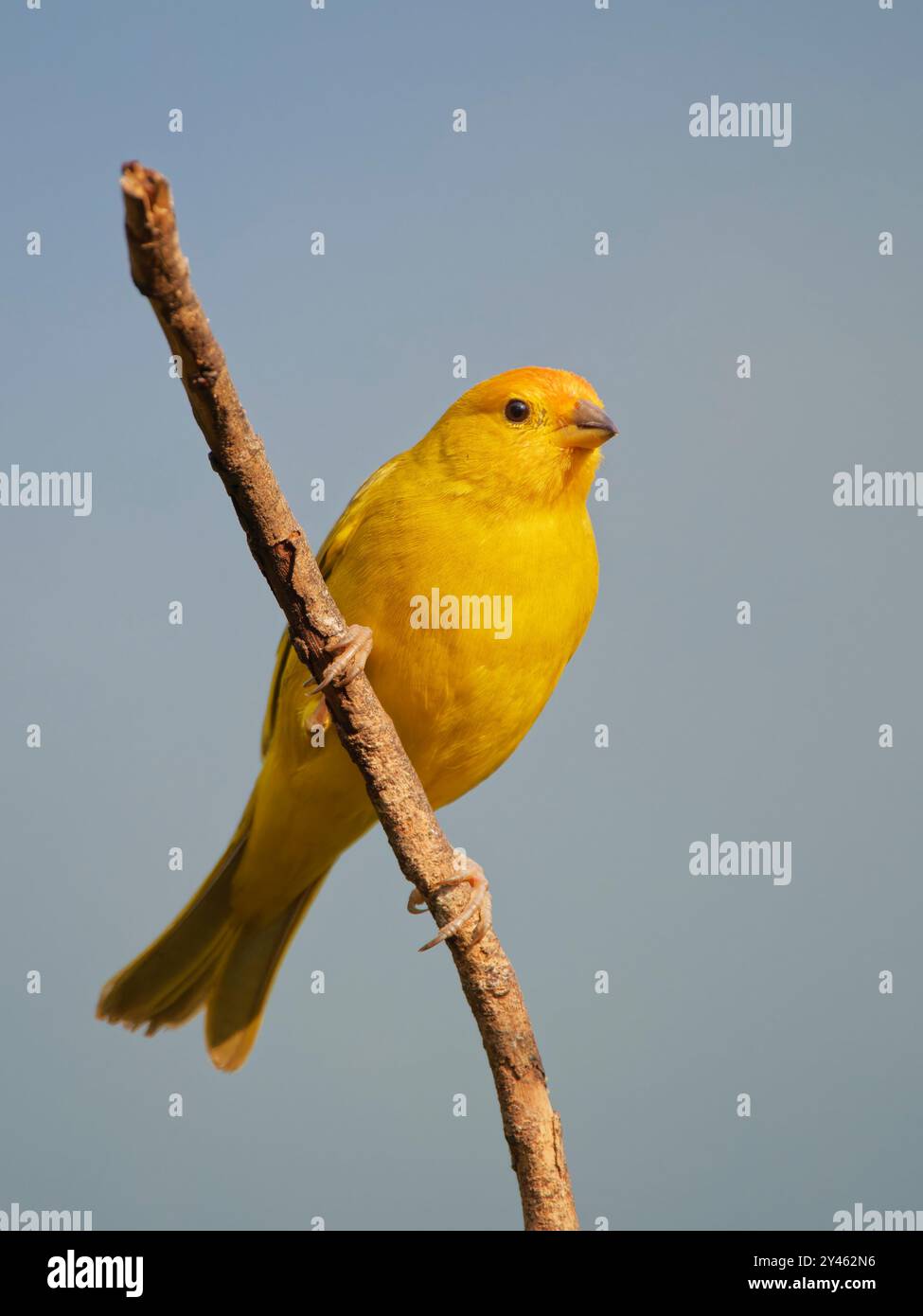 Finch Sicalis flaveola Atlantic Forest, Brésil BI041619 Banque D'Images