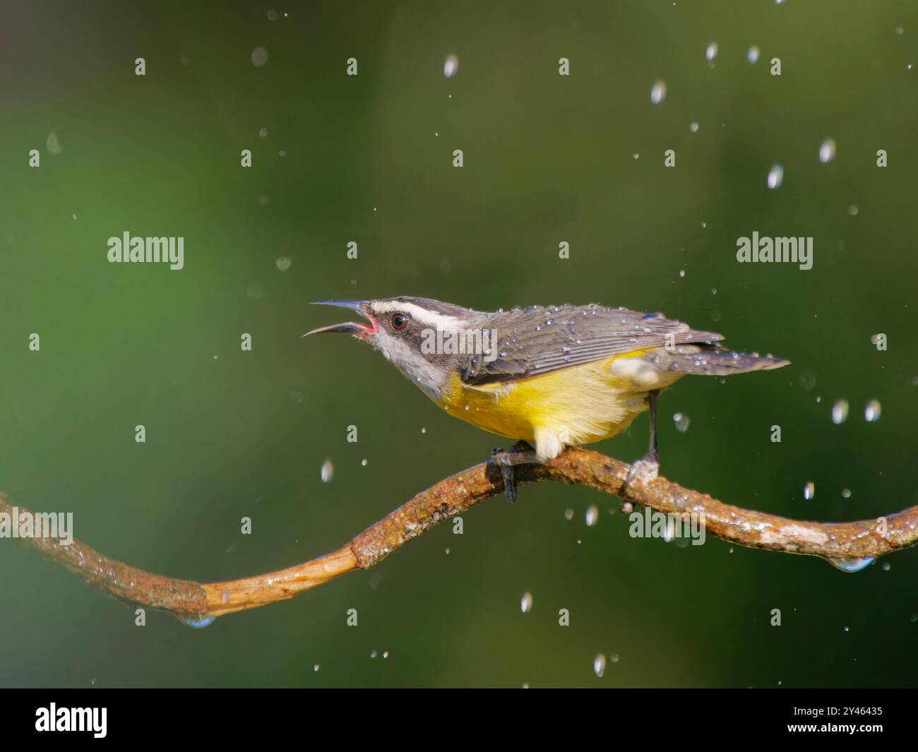 Bananaquit Coereba flaveola Forêt Atlantique, Brésil BI041721 Banque D'Images