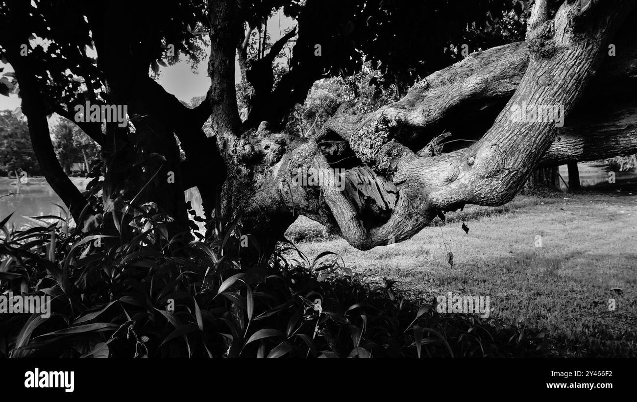Image en noir et blanc d'un grand tronc d'arbre. Image de la nature monochrome. Howrah, Bengale occidental, Inde. Banque D'Images