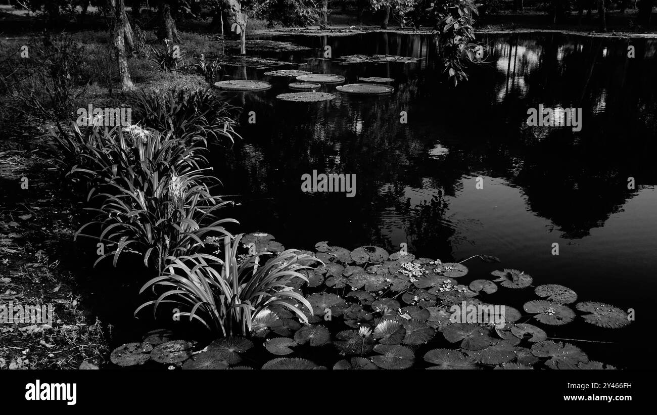 Feuilles de fleur de lis flottant au-dessus de l'eau de l'étang. Image de la nature en noir et blanc. Howrah, Bengale occidental, Inde. Banque D'Images