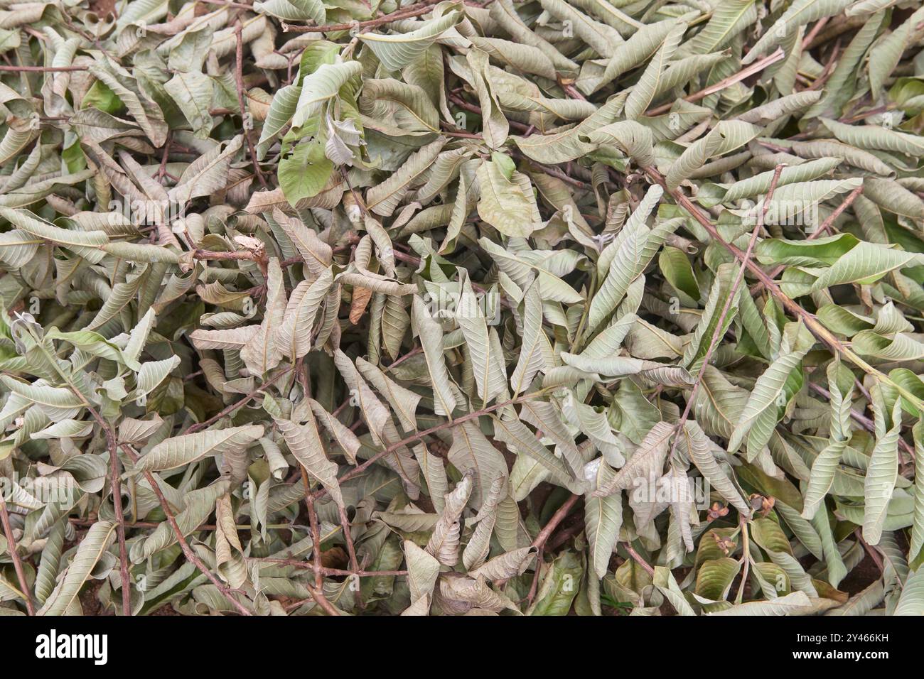 séchage des feuilles d'arbre de goyave après la taille des branches dans le jardin, pile de feuilles en décomposition pour la fabrication d'engrais organique ou de compost pris dans un foyer sélectif Banque D'Images