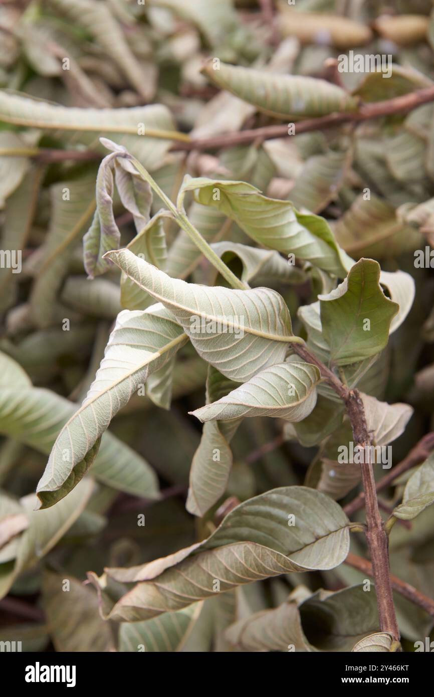 gros plan sur le séchage des feuilles de goyave après la taille des branches dans le jardin, les feuilles en décomposition pour la fabrication d'engrais organique ou de compost Banque D'Images